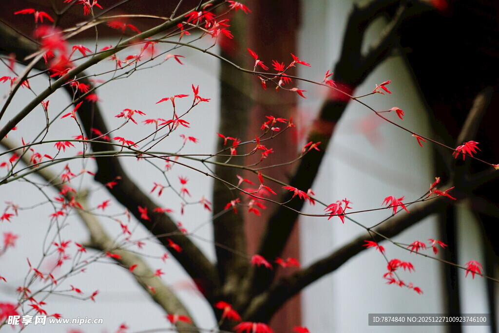 红枫树枝特写