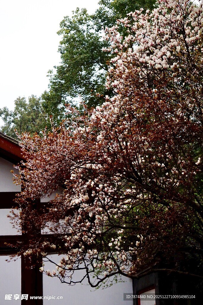 古宅旁盛开的绚烂繁花
