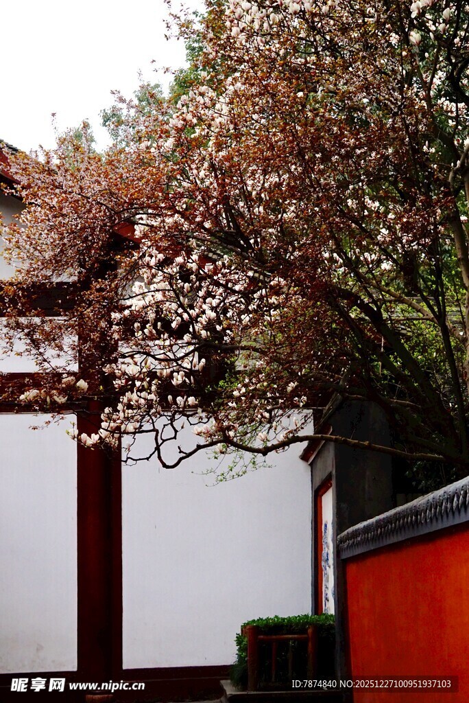 日式庭院中的樱花树