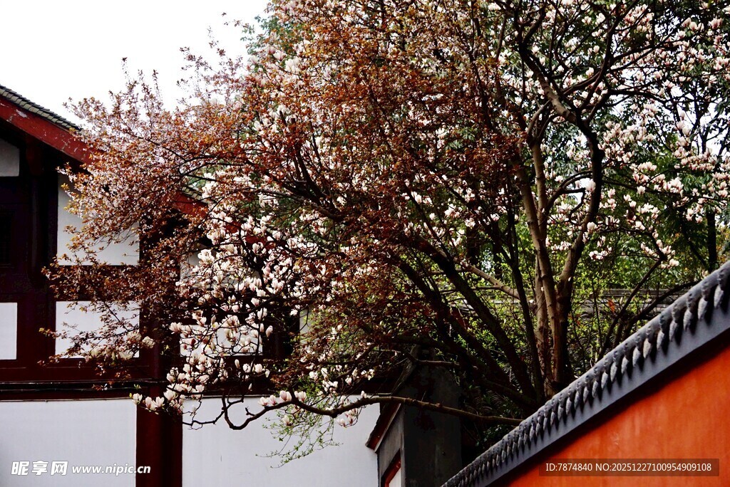 古墙边绽放的烂漫繁花