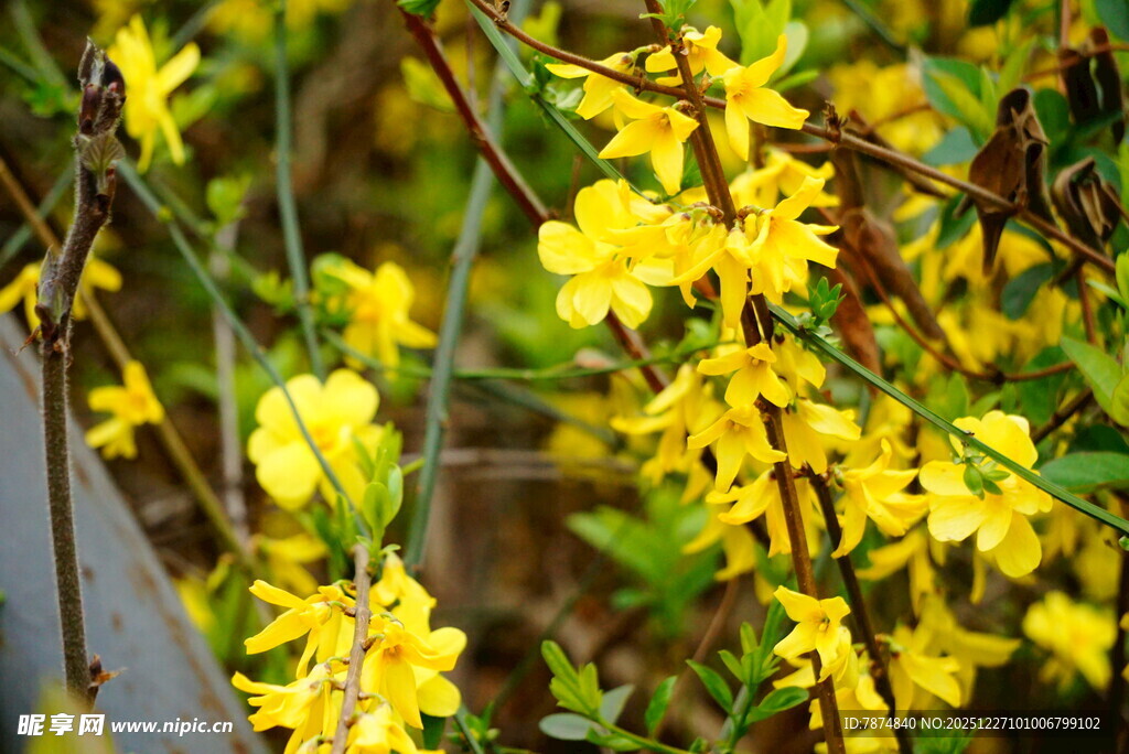 绽放的金黄迎春花