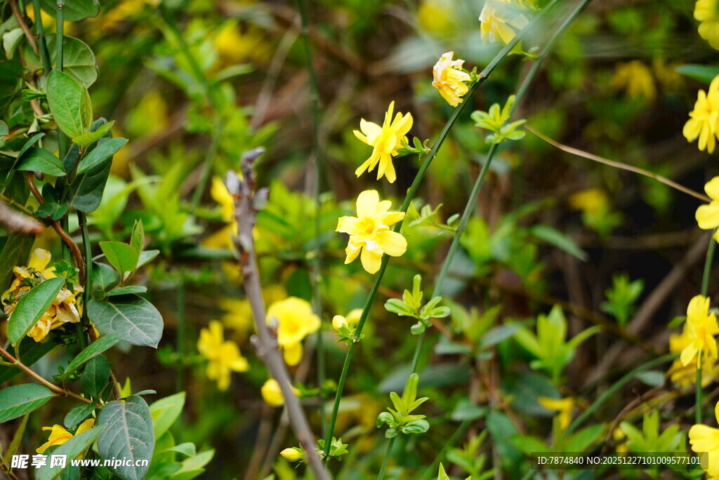 春日绽放的黄色小花
