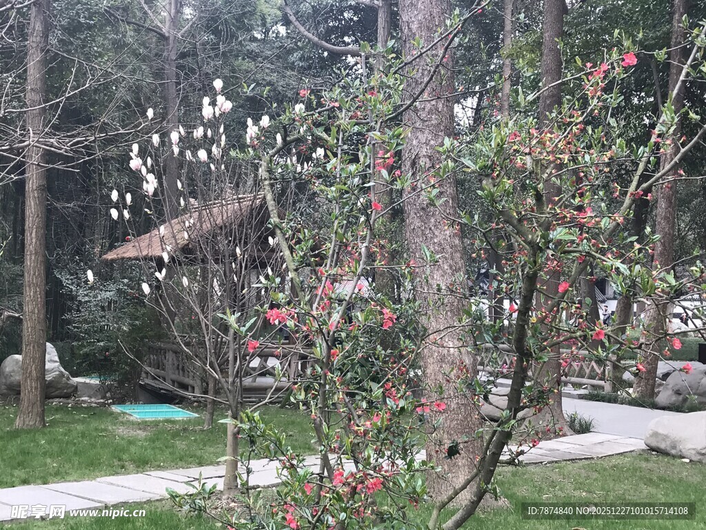 春日公园花木与小径景致