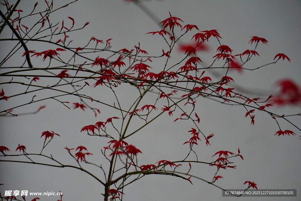 枝头红果映灰白天空