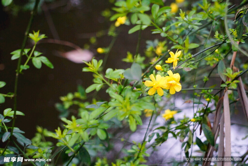 枝头绽放的明艳黄色小花