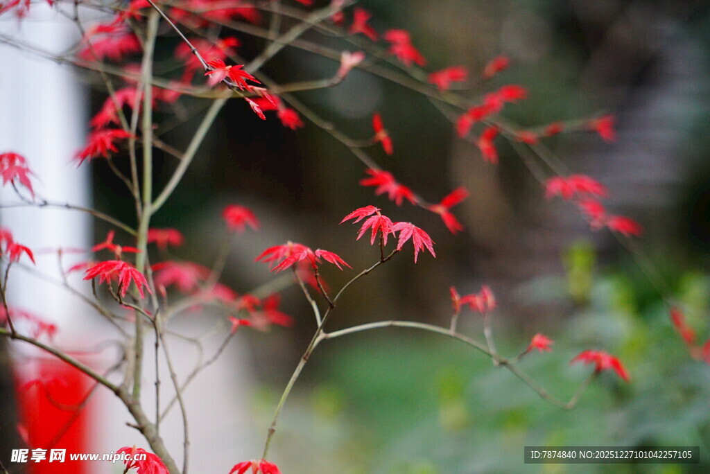 红枝绽放的艳丽花卉