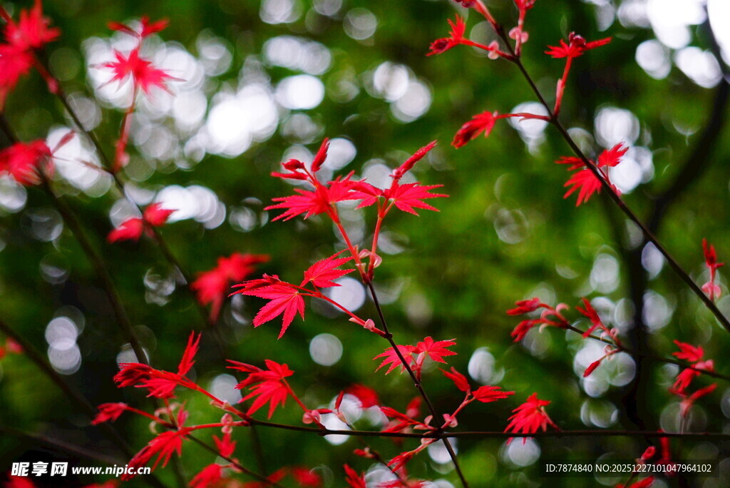 娇艳红花朵朵绽于绿叶间