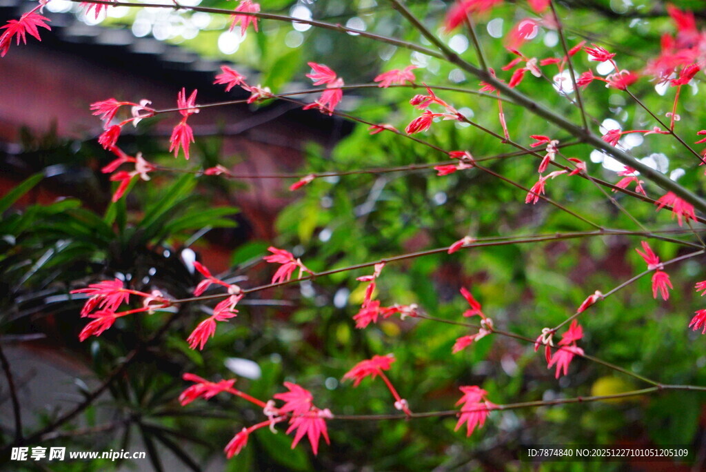 娇艳红花朵朵绽枝头
