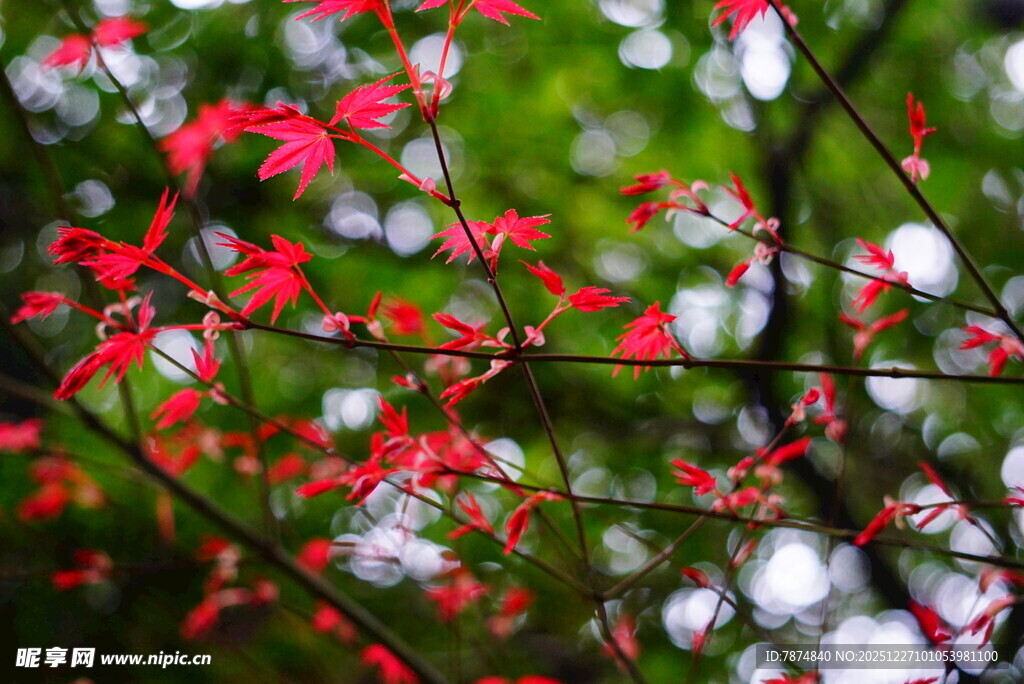 枝头绽放的娇艳红花朵