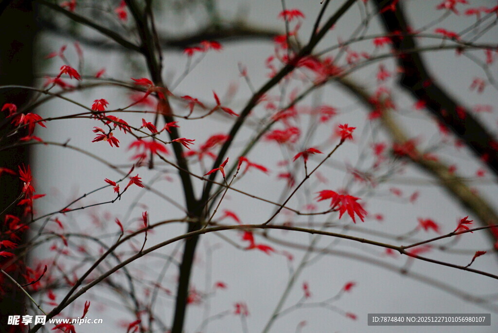 红果缀枝 尽显自然之美
