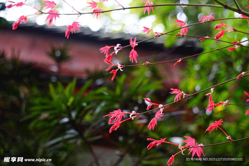 枝头红枫绽 绿意伴春色