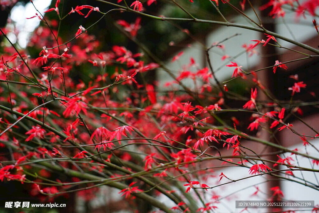 娇艳红枝绽 春日好景致