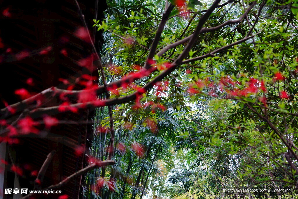 枝头红果映绿叶