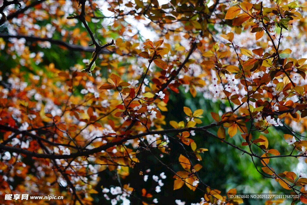 秋日斑斓树叶景观