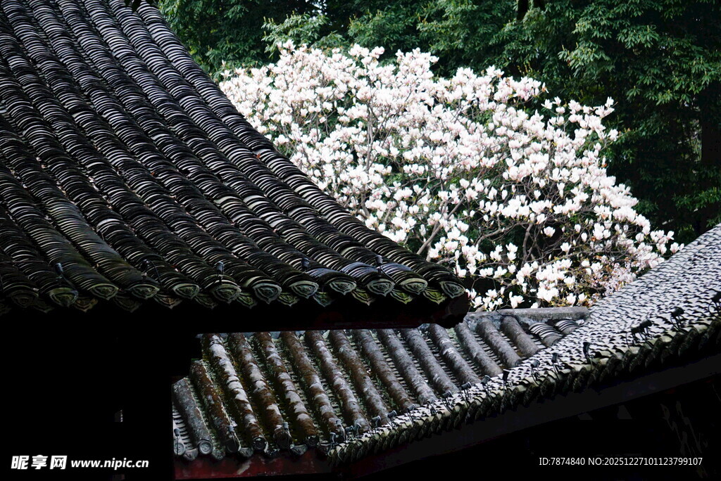 古瓦檐下绽放的洁白繁花