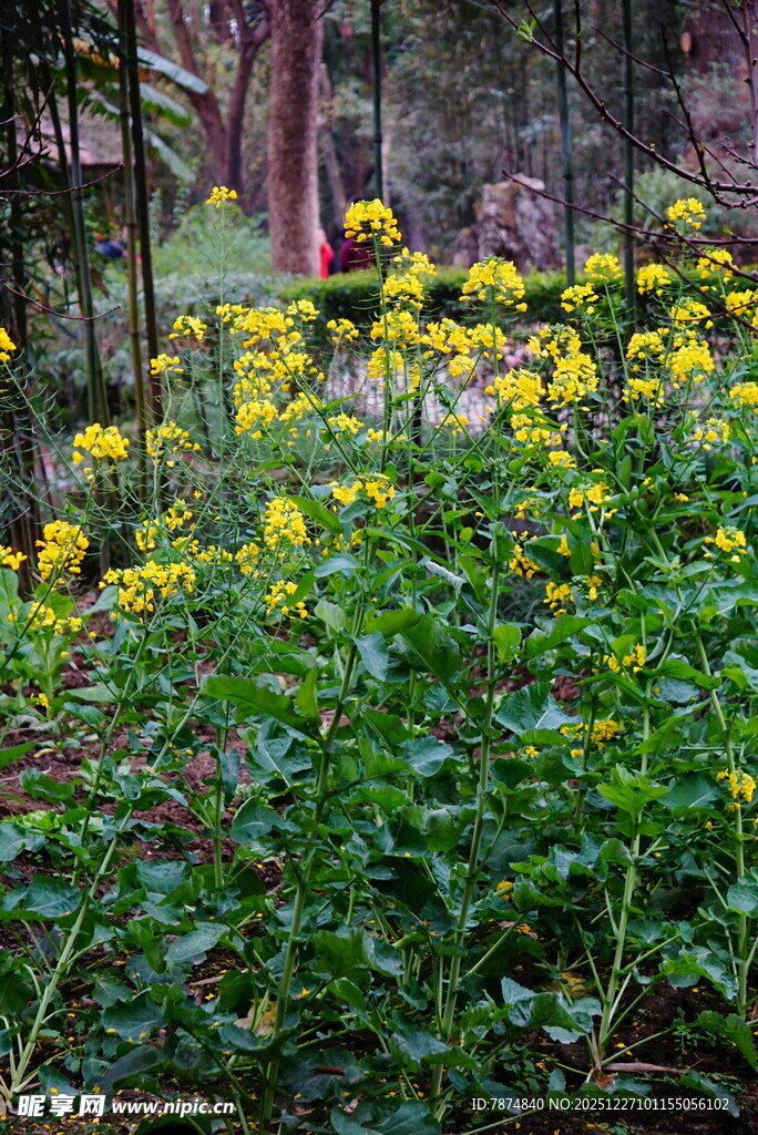林间黄花绽放的自然景致