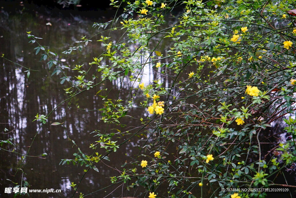 溪边绽放的金黄花朵