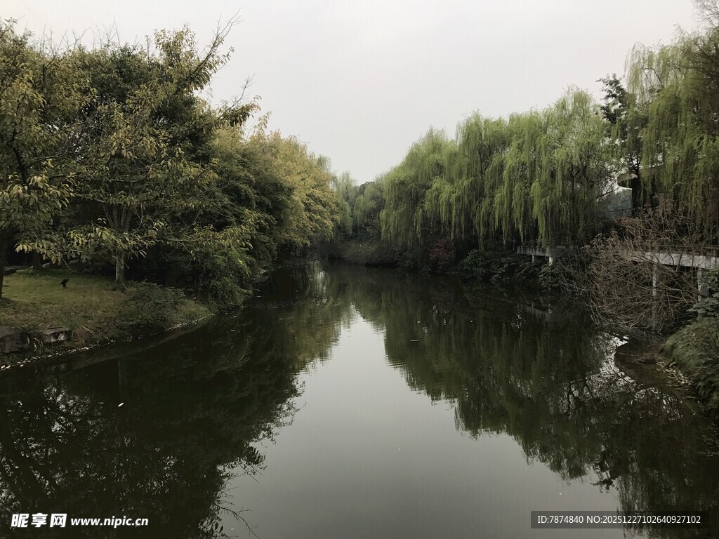 宁静河畔垂柳映绿水