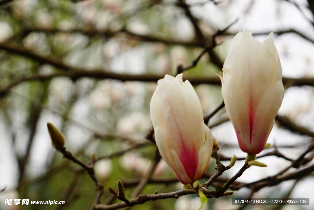 枝头绽放的玉兰花