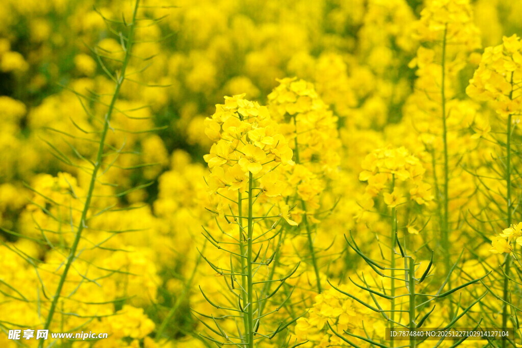 金黄油菜花田美景
