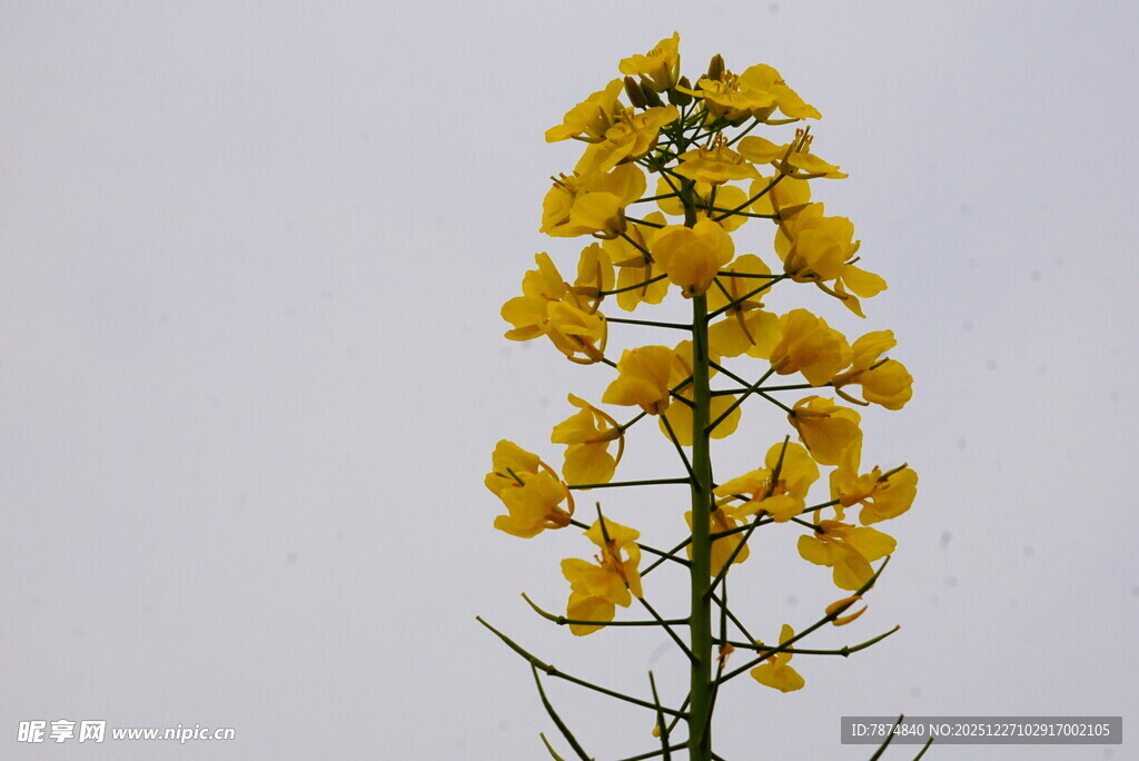 一枝独秀的黄色花朵