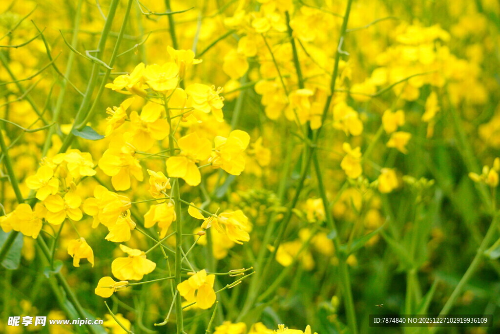 金黄灿烂的油菜花田