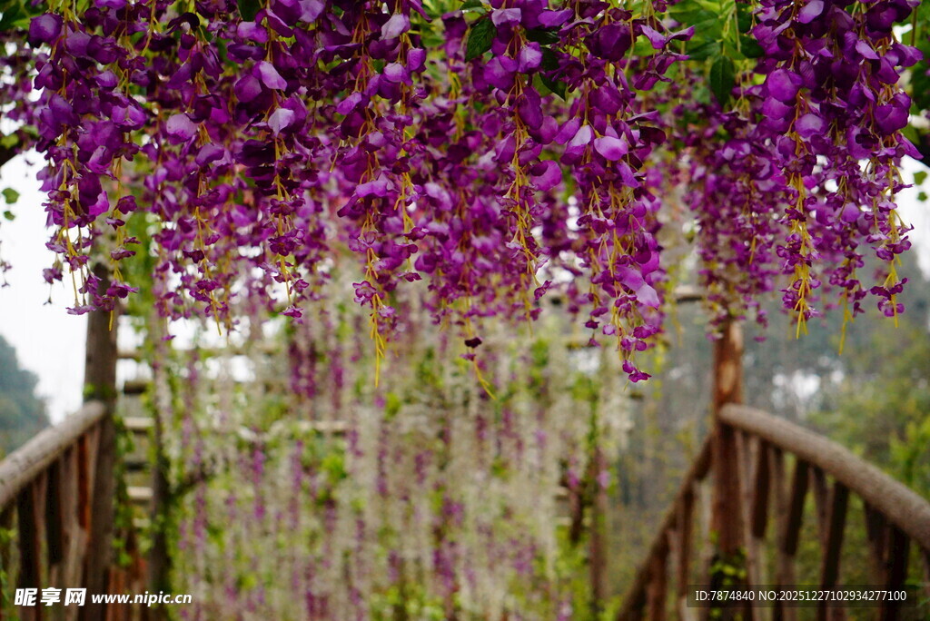 紫藤花廊 梦幻紫色花景