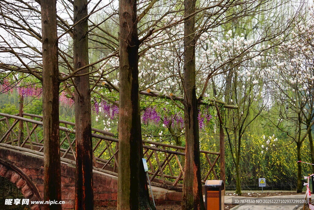 春日林间小道的烂漫景致