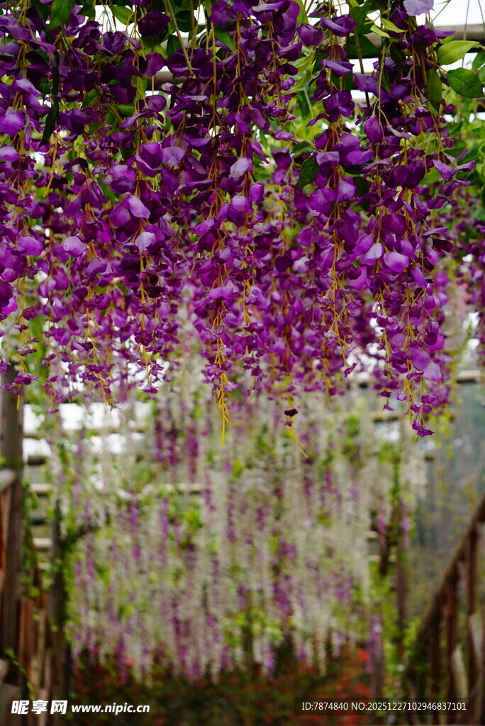 紫藤花垂挂的梦幻景致