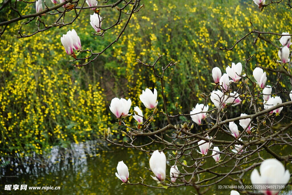 玉兰花盛开于绿树间