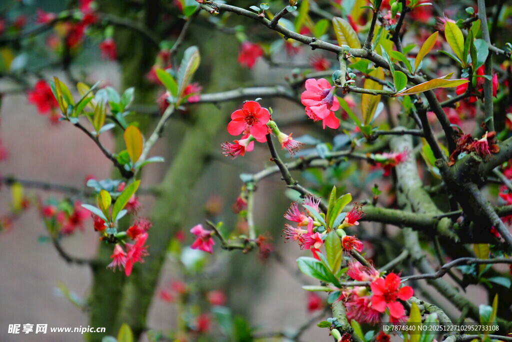 枝头绽放的艳丽红花朵
