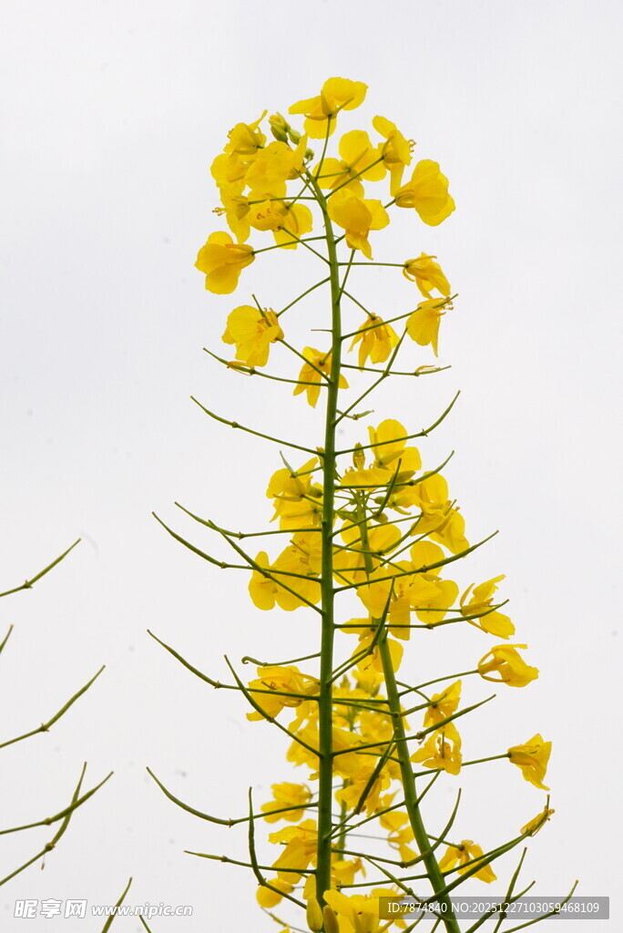 一枝绽放的黄色油菜花