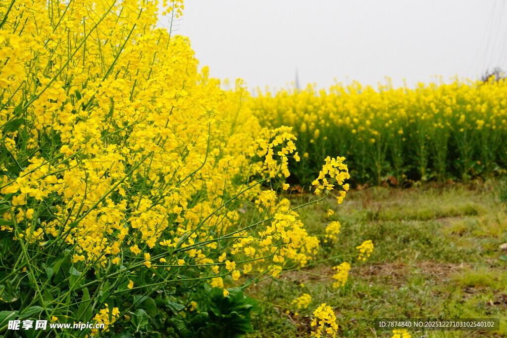 金黄灿烂的油菜花田