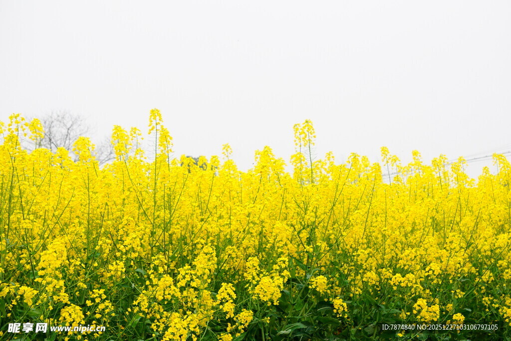 金黄油菜花田的美丽景致