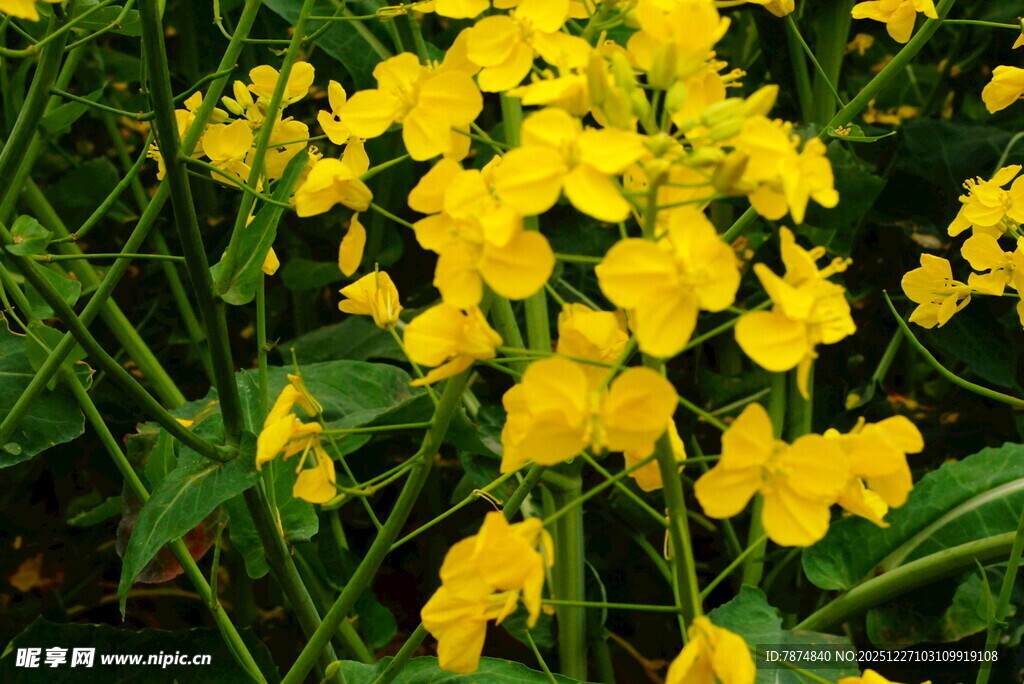 绽放的黄色油菜花