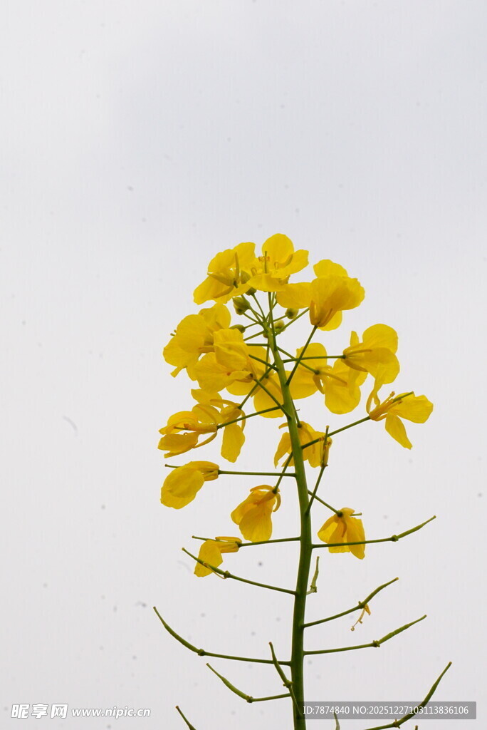 一枝绽放的黄色油菜花