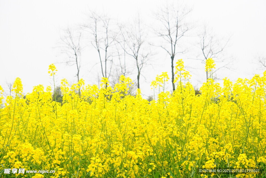 春日油菜花海烂漫