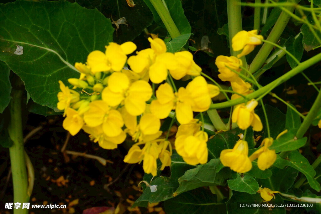黄色小花绽放绿叶间