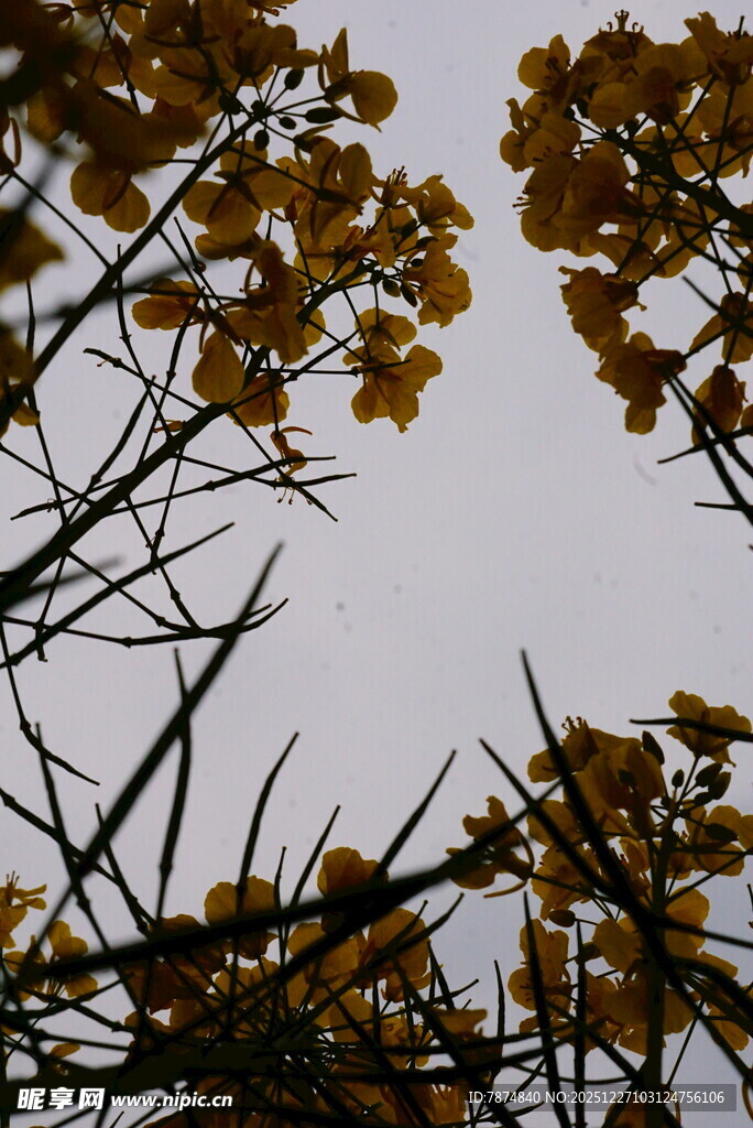 金黄花朵绽放于枝间