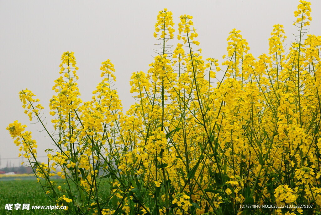 金黄油菜花绽放田野