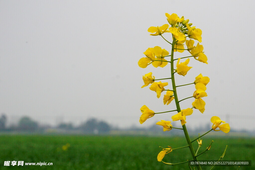 一枝油菜花绽放于绿野