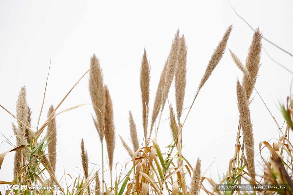 风中摇曳的金黄芦苇