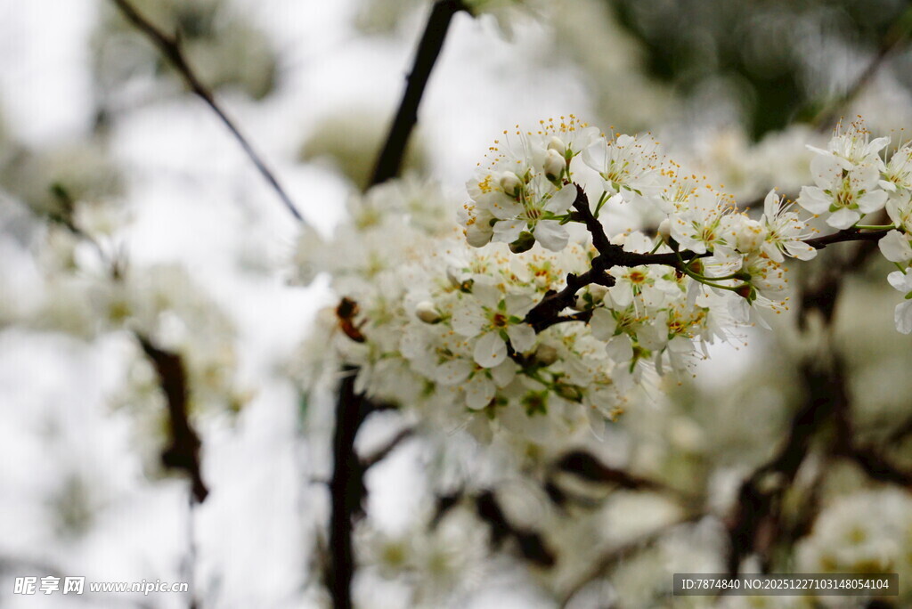 枝头绽放的洁白花朵