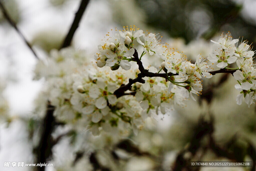 枝头绽放的白色小花