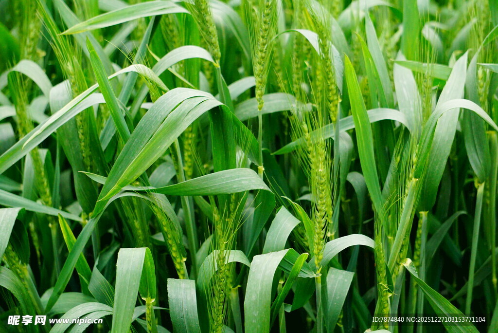 翠绿麦苗生机盎然
