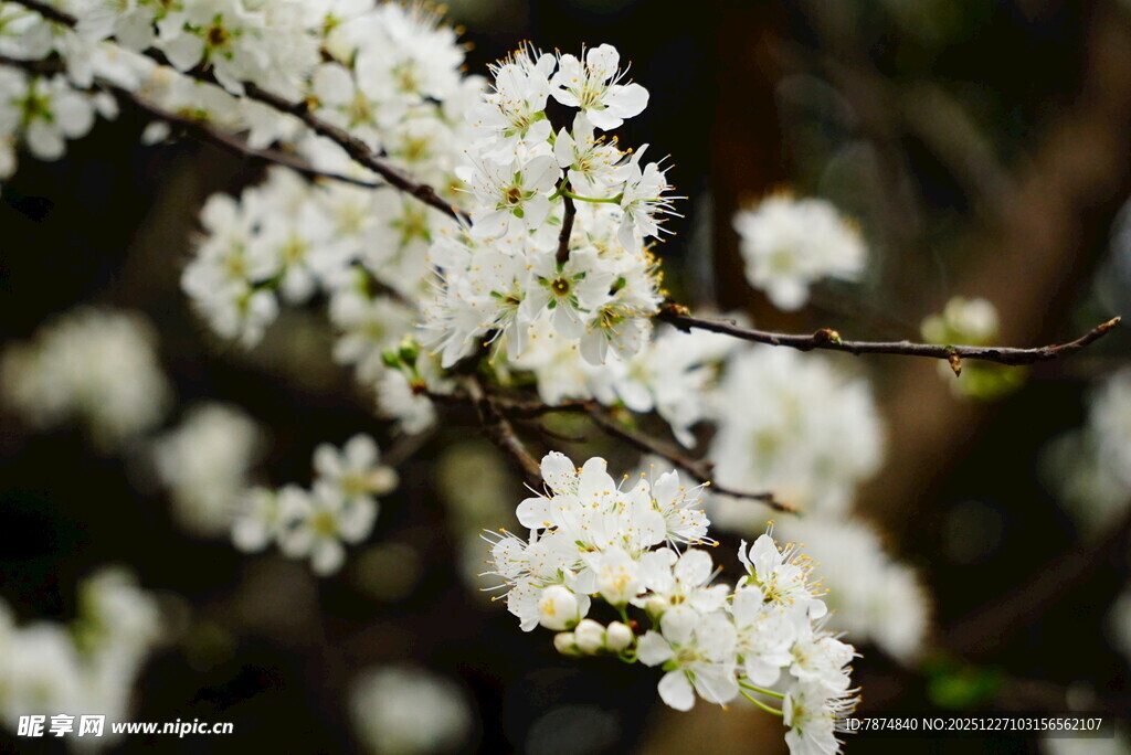 枝头绽放的洁白花朵