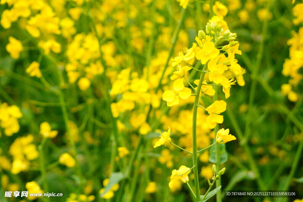 金黄油菜花绽放的美景