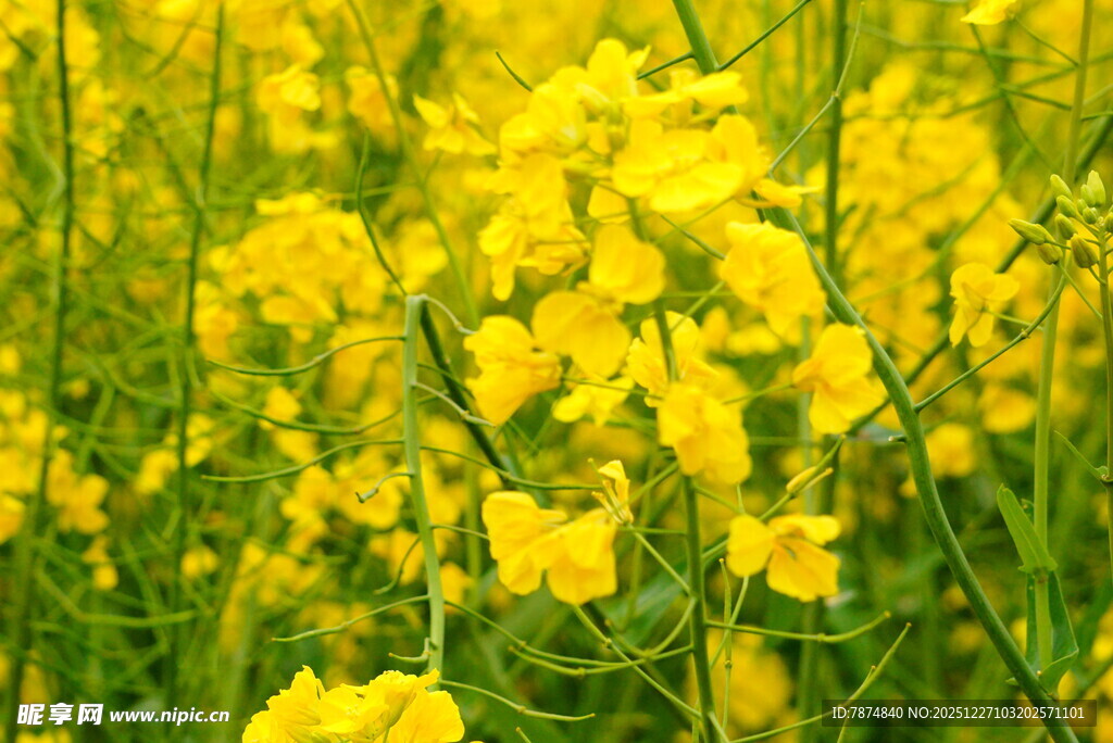 金黄灿烂的油菜花田