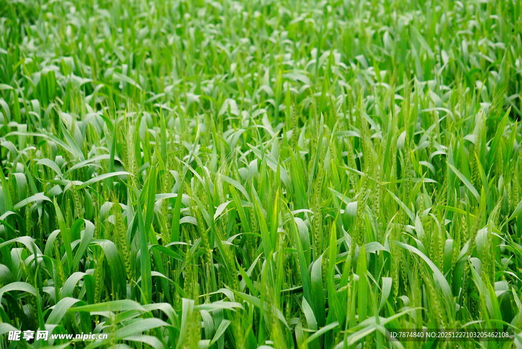 翠绿麦田 尽显生机