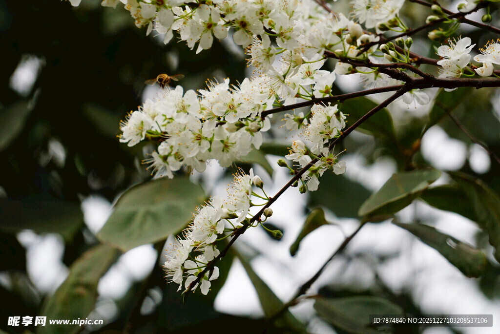 枝头绽放的白色小花